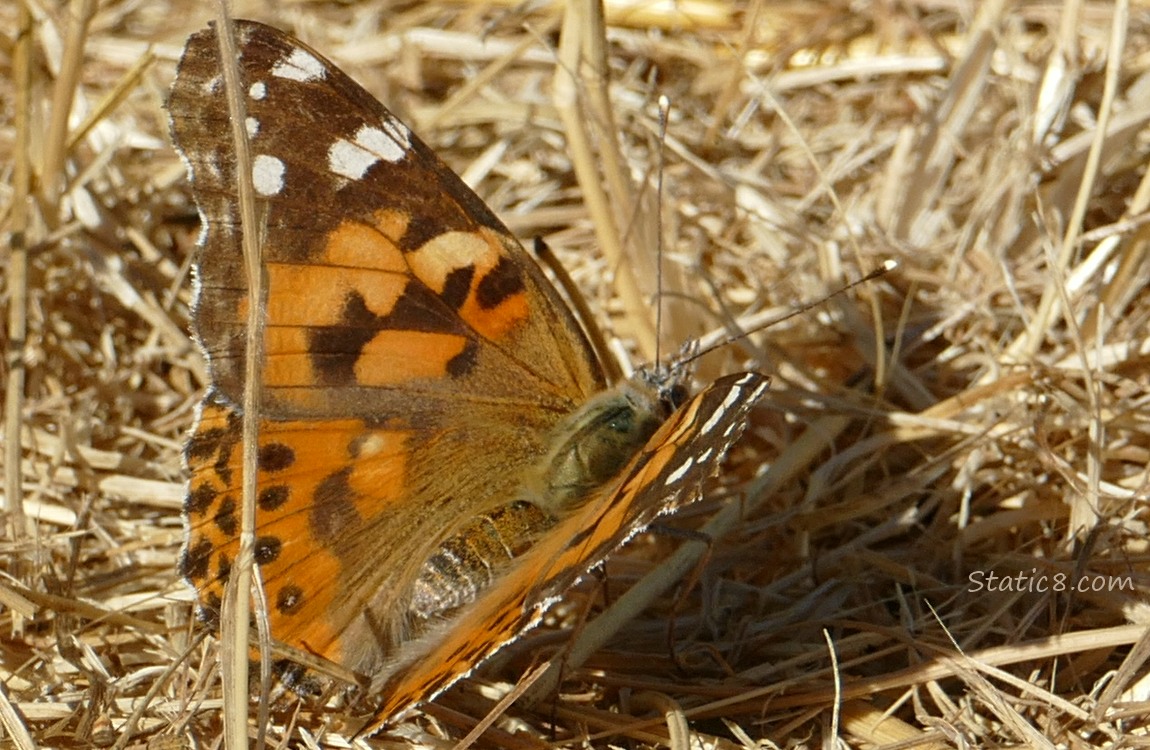 Painted Lady butterfly standing in dried grass