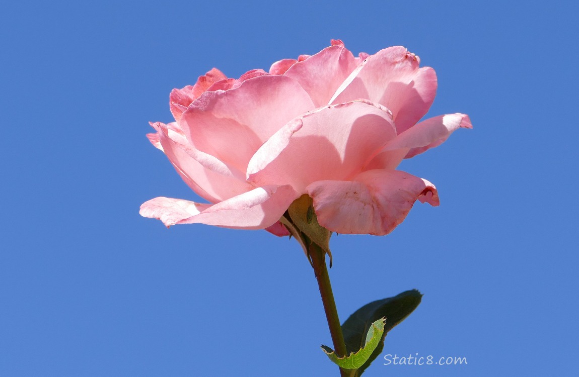 Pink rose in front of blue sky