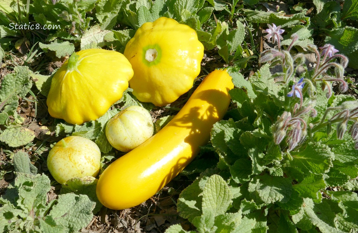 Patty Pans, Lemon Cucumbers and a Yellow Zucchini