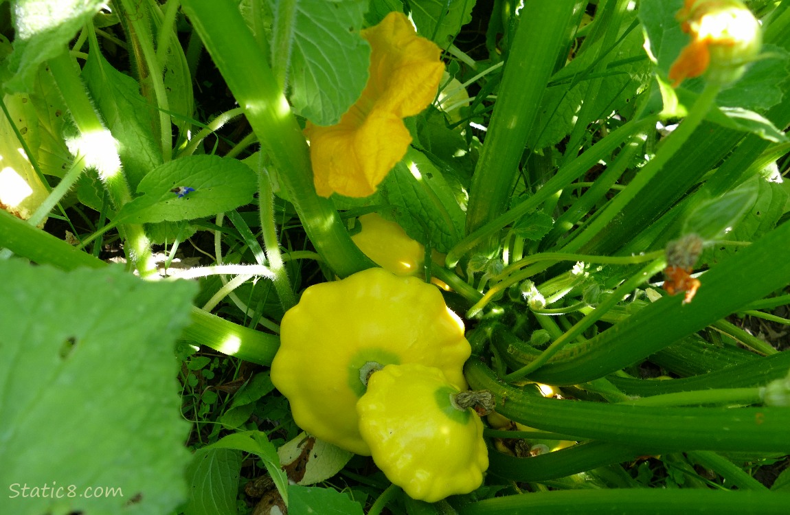 Patty Pans on the vine