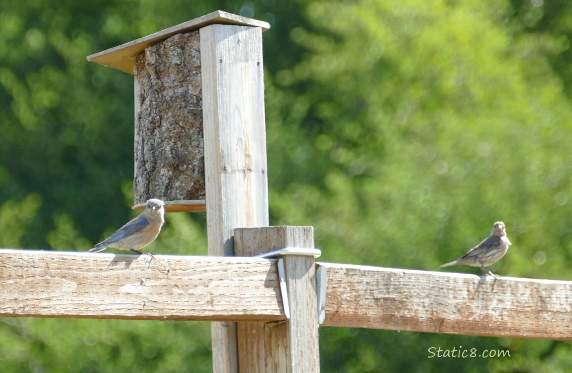 Two bluebirds standing on a wood fence with a nesting box between them