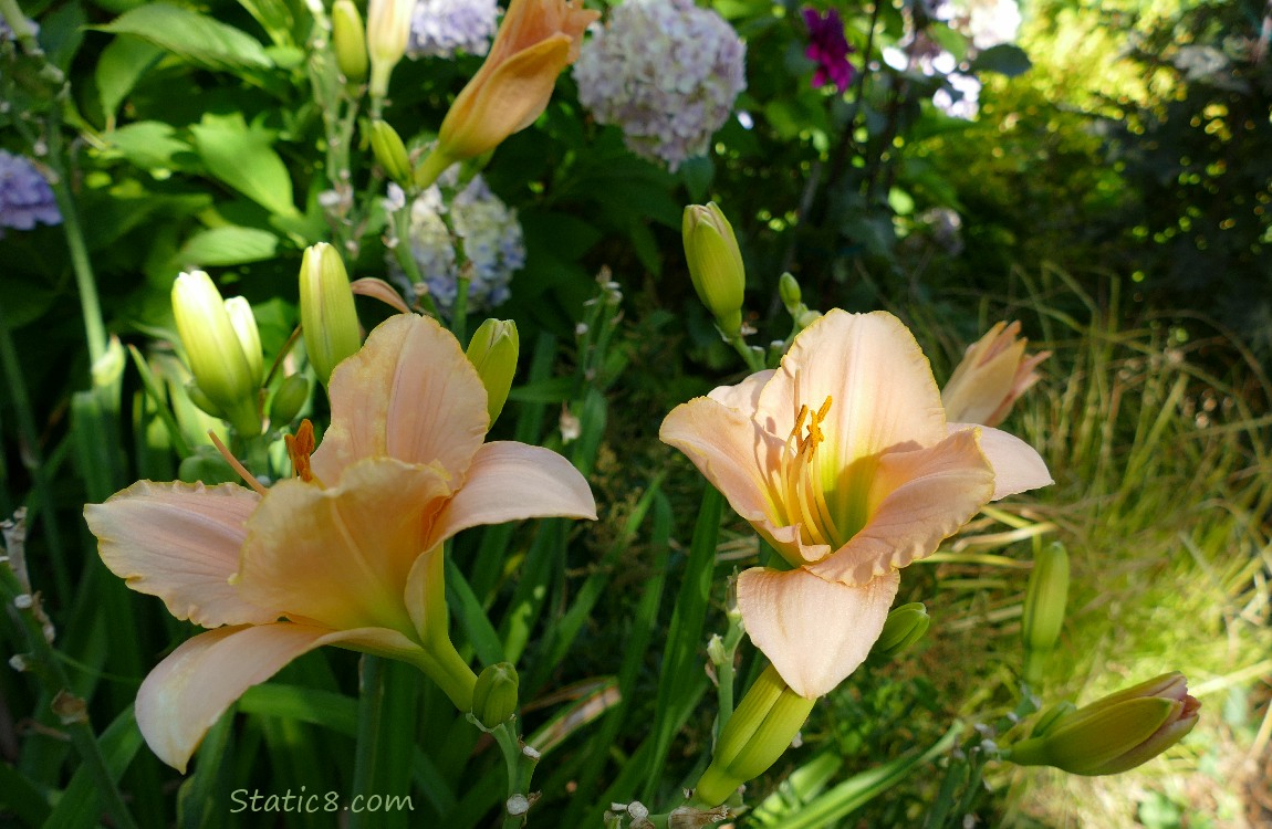 Peach coloured Lilies