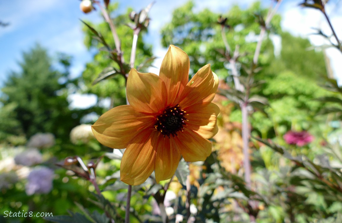 Peach coloured Zinnia