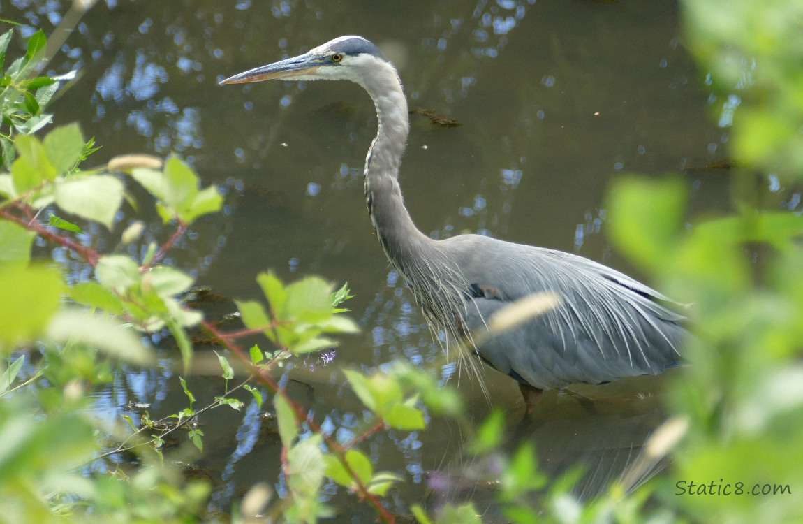 Great Blue Heron walking in water