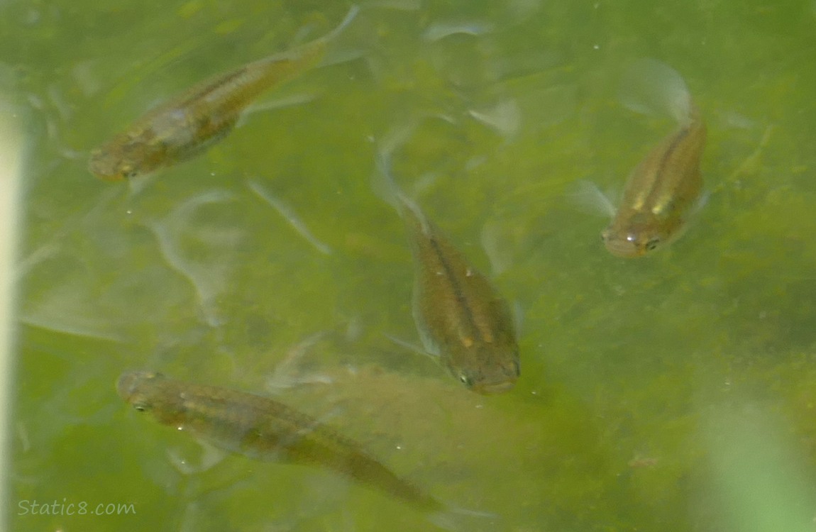 Minnows swimming in green water