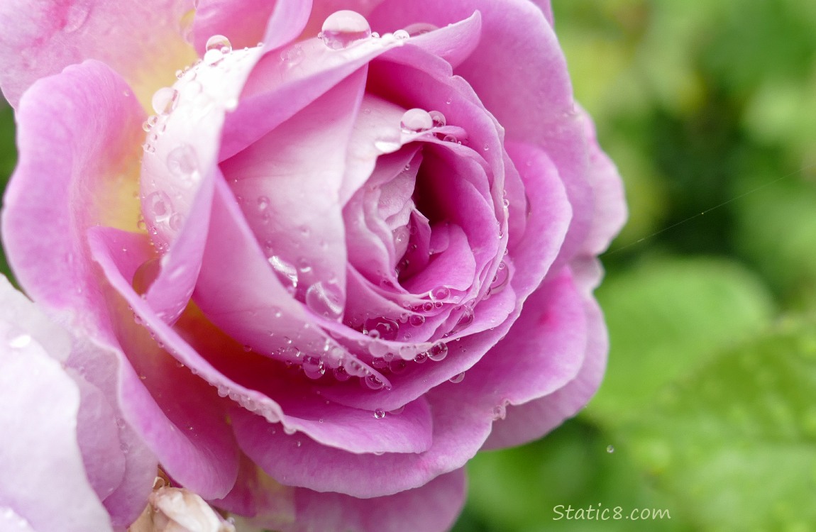 pink rose bloom