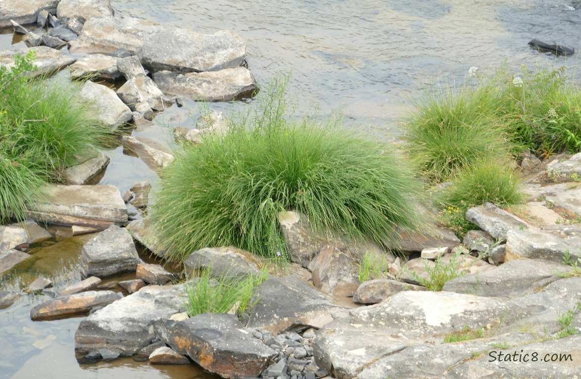 Rocks and grasses in the river