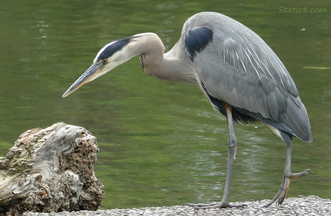 Hunting Great Blue Heron