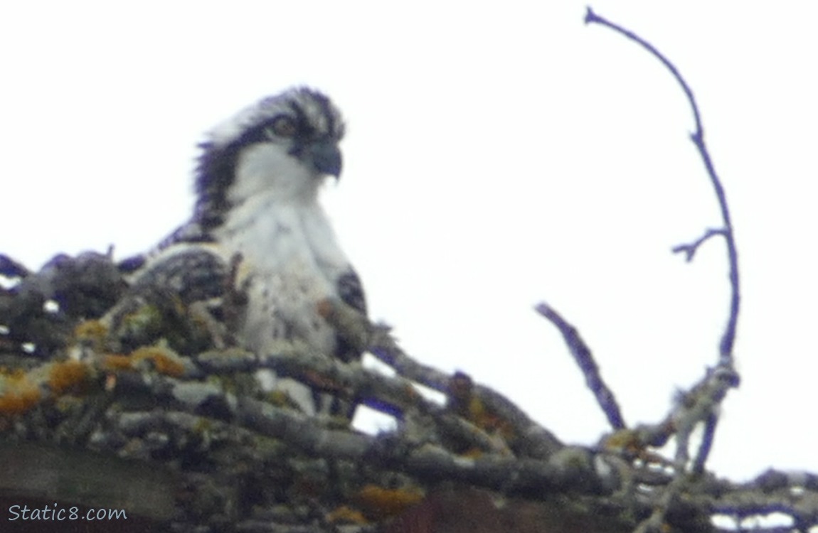 Osprey in platform nest, looking out