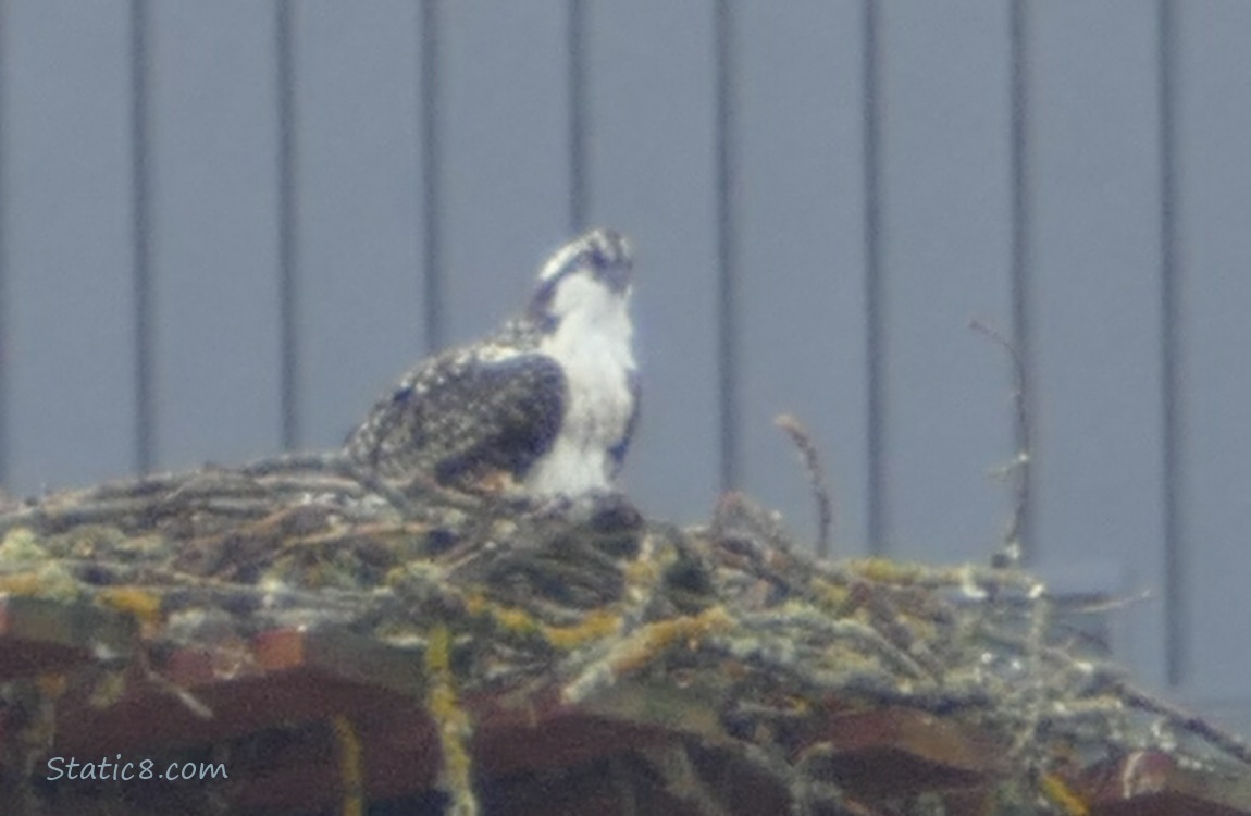 Juvenile Osprey standing in a platform nest