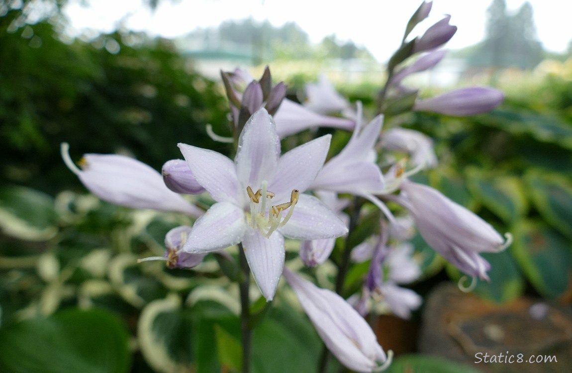 Unknown Flowers