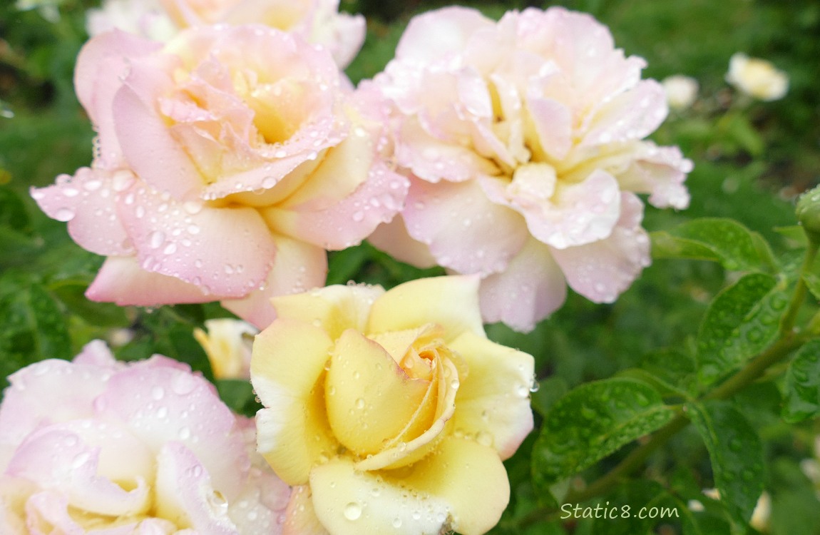 yellow and pale pink roses