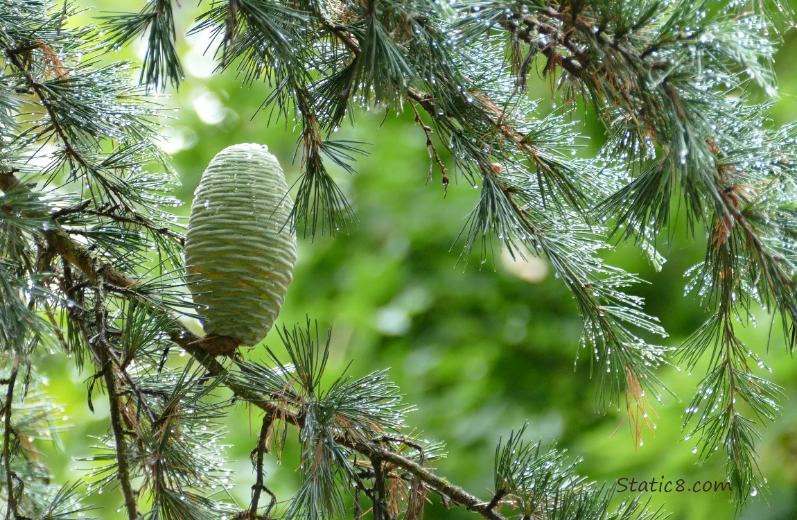 True Fir cone surrounded by wet needles