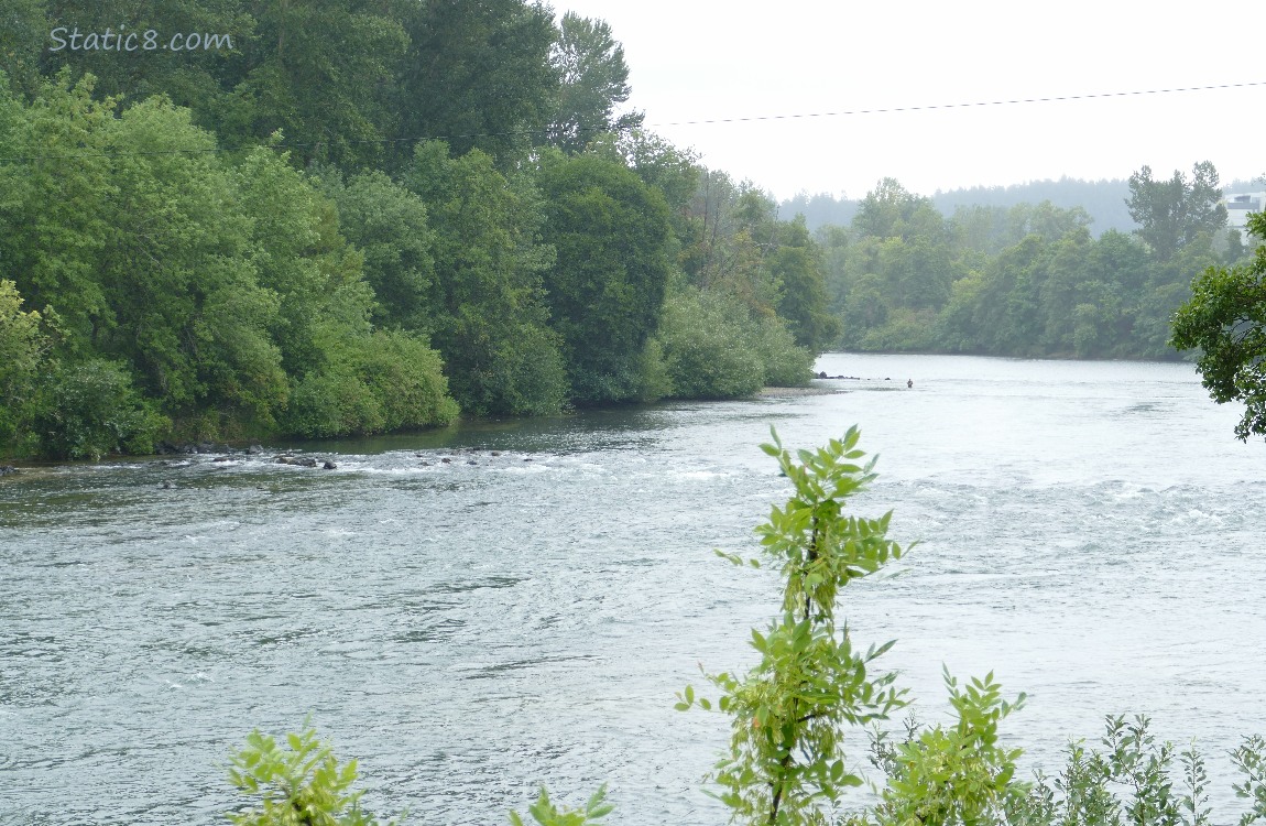 The river, surrounded by trees