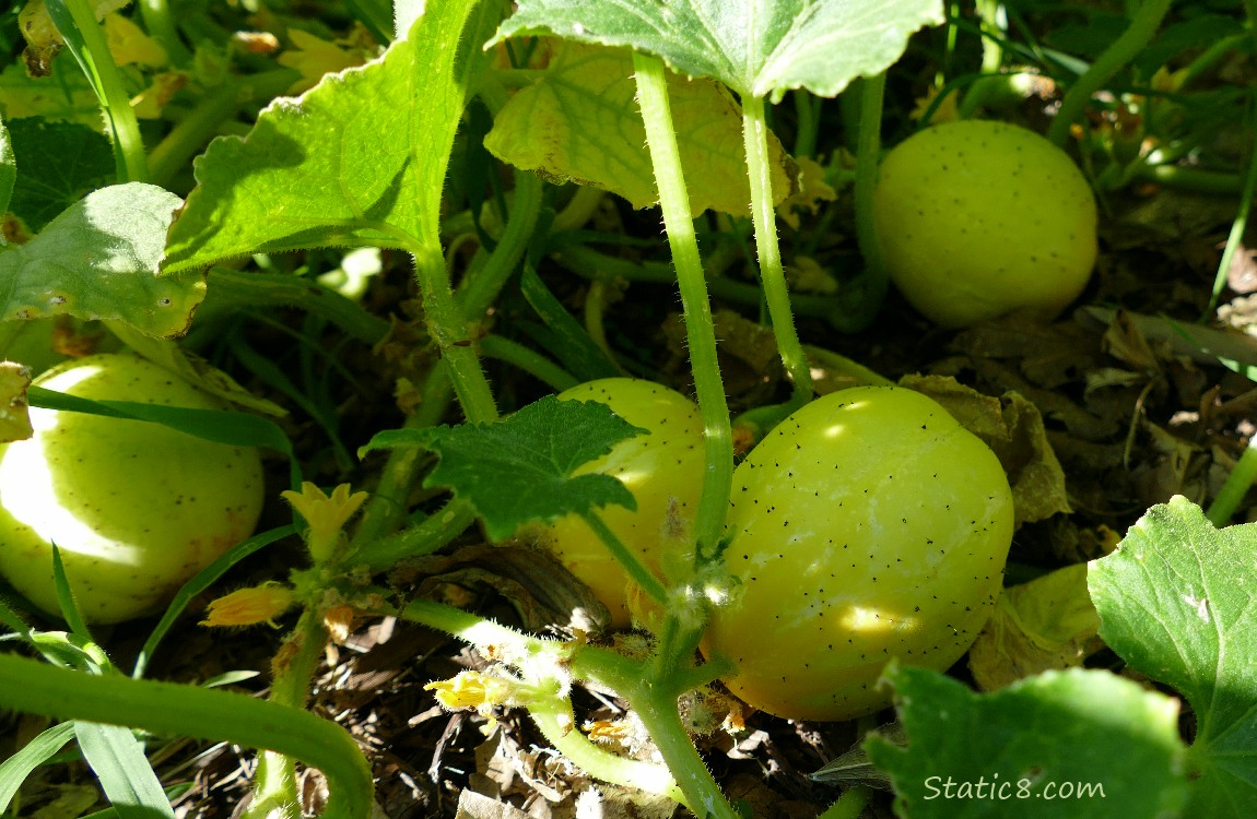 Four Lemon Cucumbers on the vine