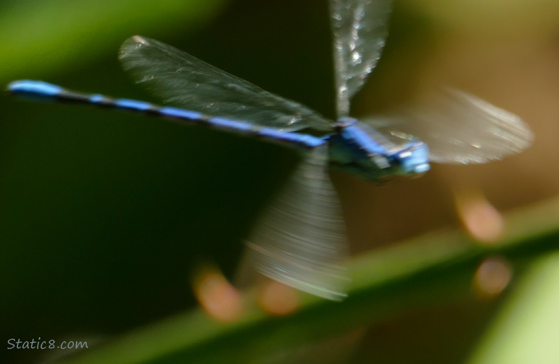 Damselfly flying