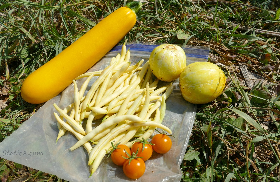 garden harvest