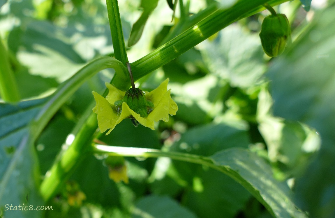 Tomatillo bloom