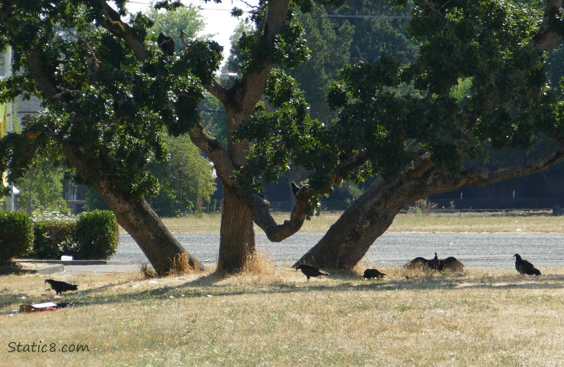 Vultures under and in Oak trees