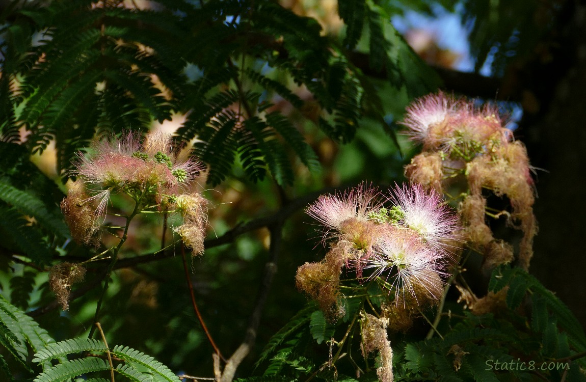 Mimosa tree blooms