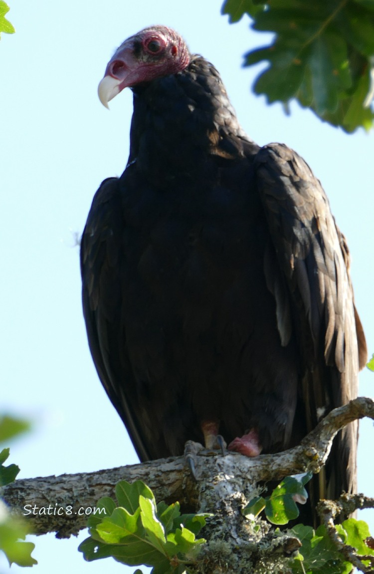 Turkey Vulture standing on a tree branch