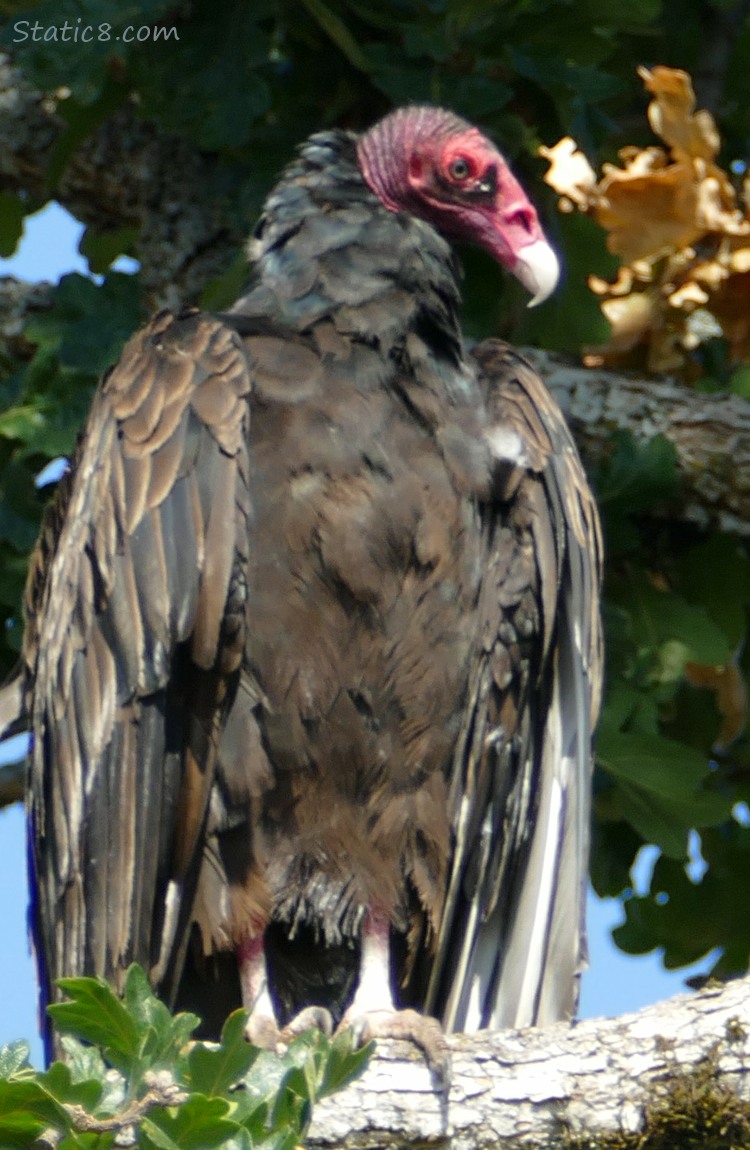 Turkey Vulture standing on a branch in a tree