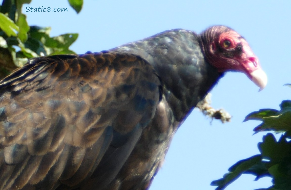 Vulture closeup