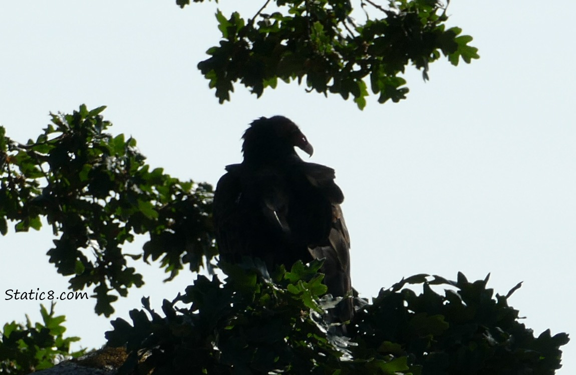 Silhouette of a vulture standing in a tree