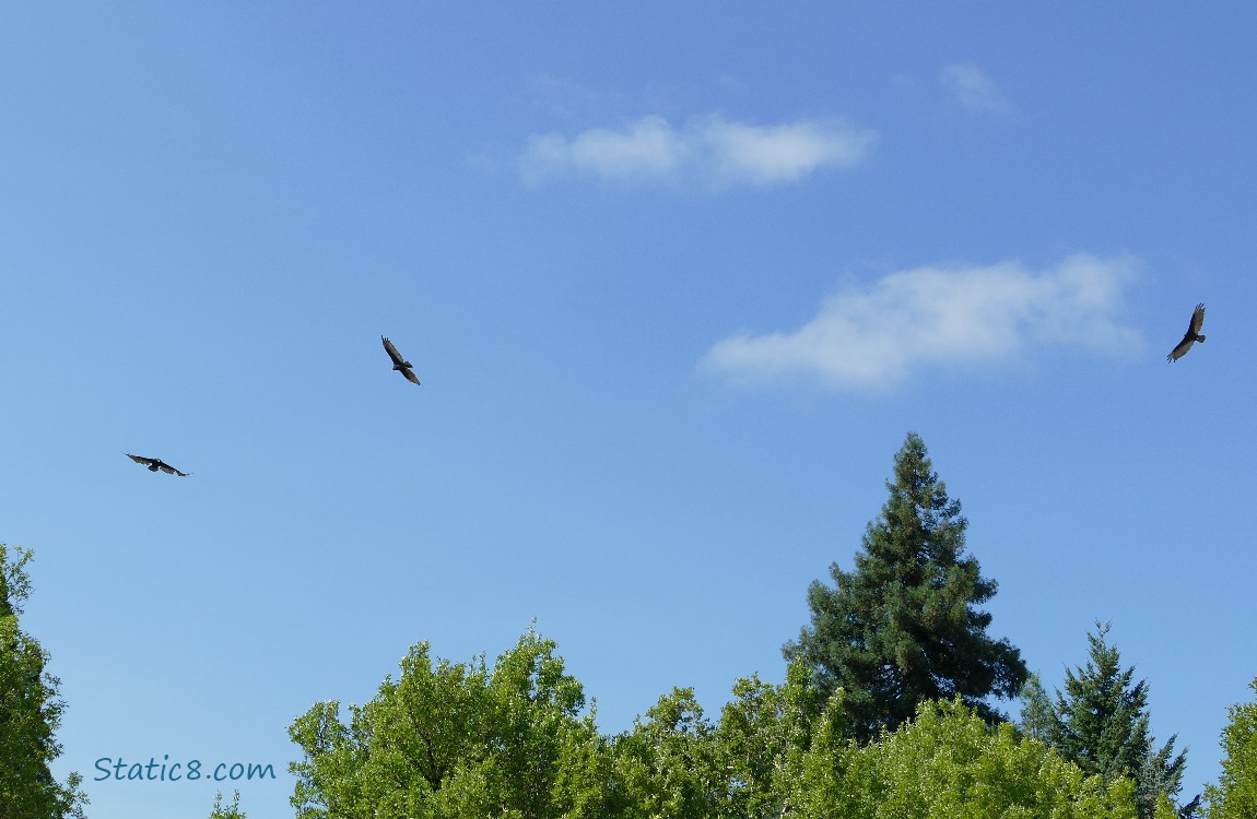 Vultures flying in the sky above trees