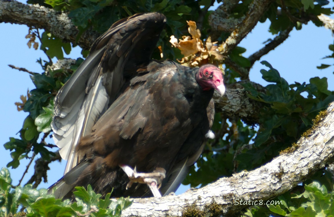 Turkey Vulture in a tree, stomping her foot