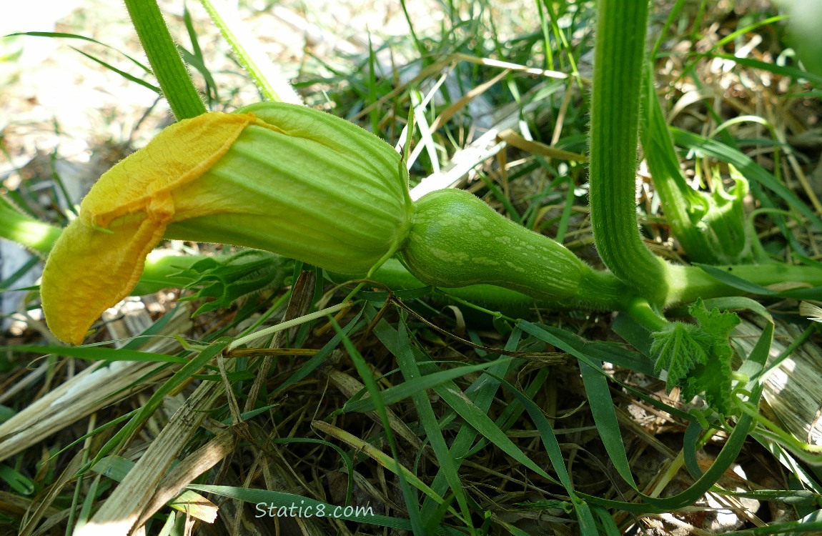 Small Butternut squash, forming on the vine