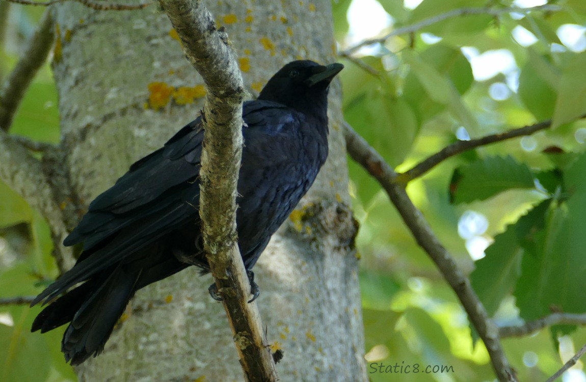 American Crow standing on a branch