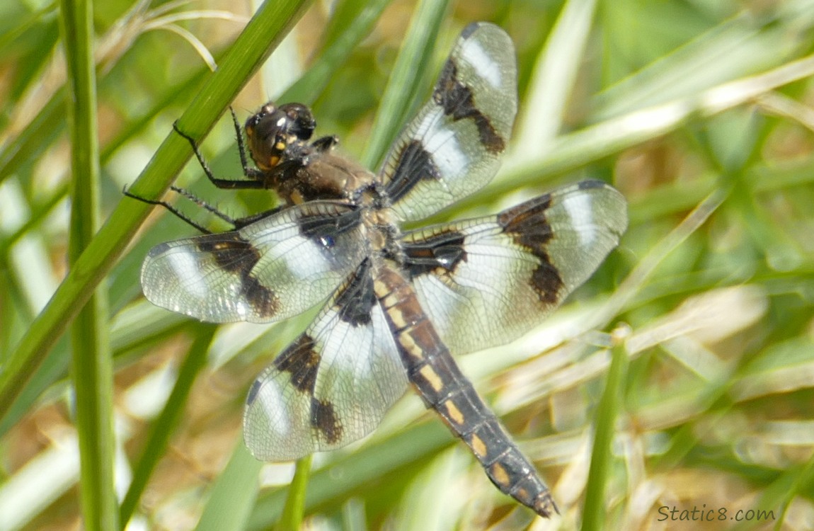 Eight Spot Skimmer dragonfly hanging on a stalk of grass