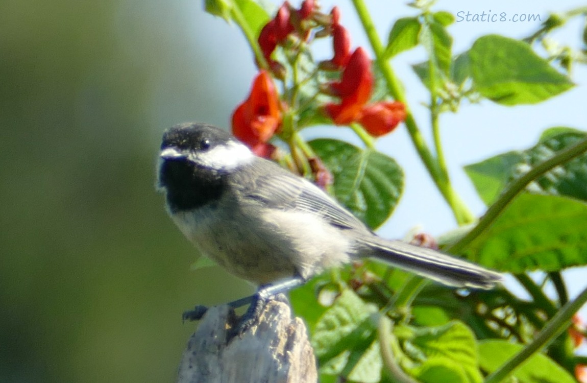 Chickadee standing on a wood post