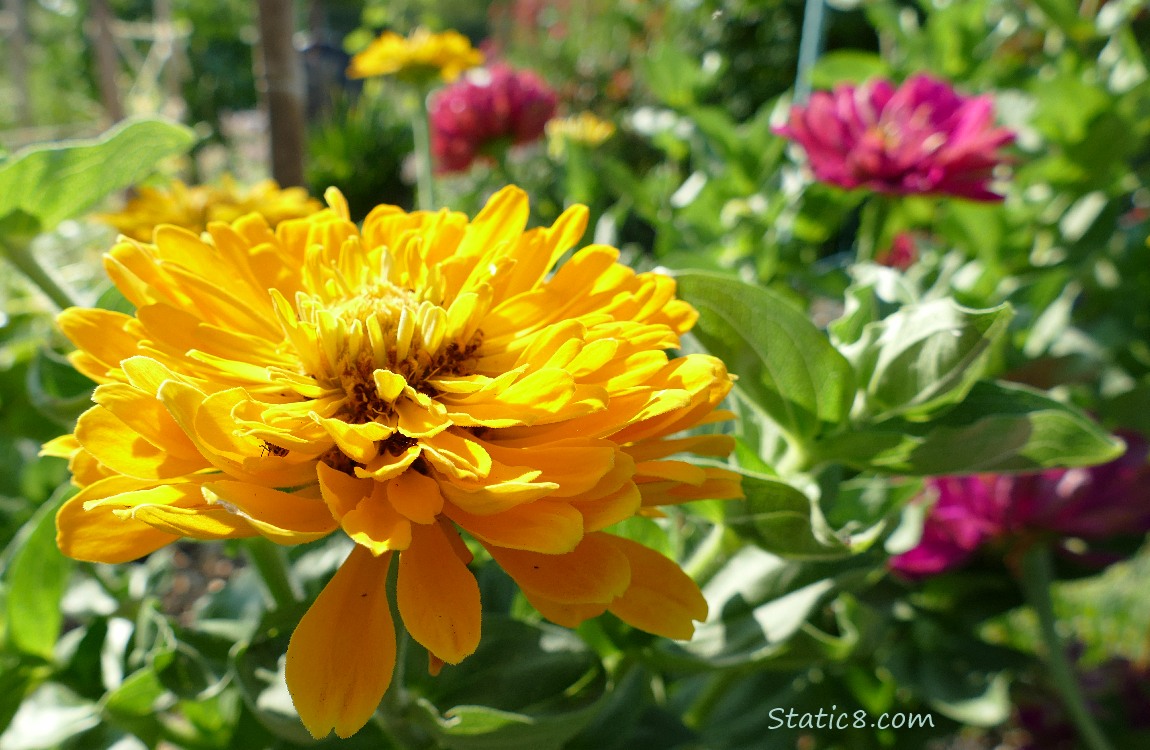 Yellow Zennia bloom