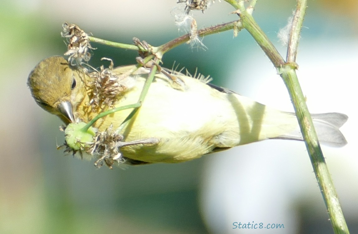 Lesser Goldfinch hanging sideways on a weed, beak at the seed head