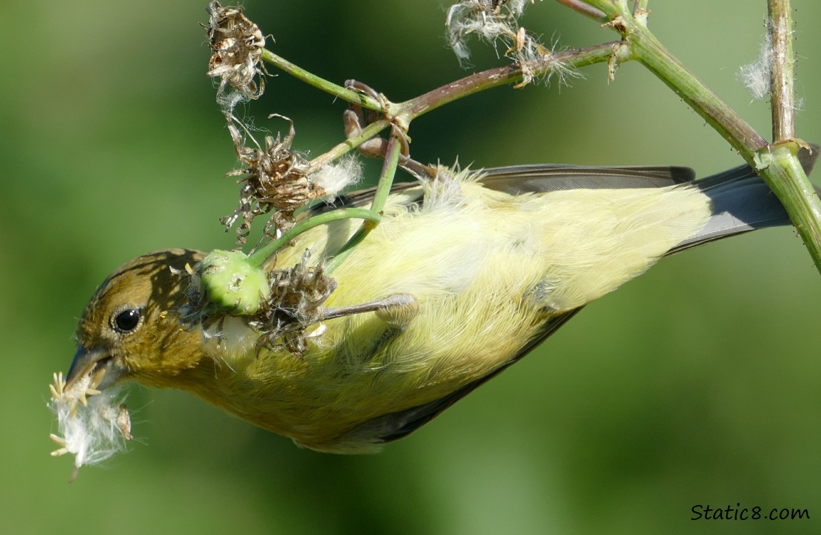 Lesser Goldfinch hanging sideways from a weed, beak full of seeds