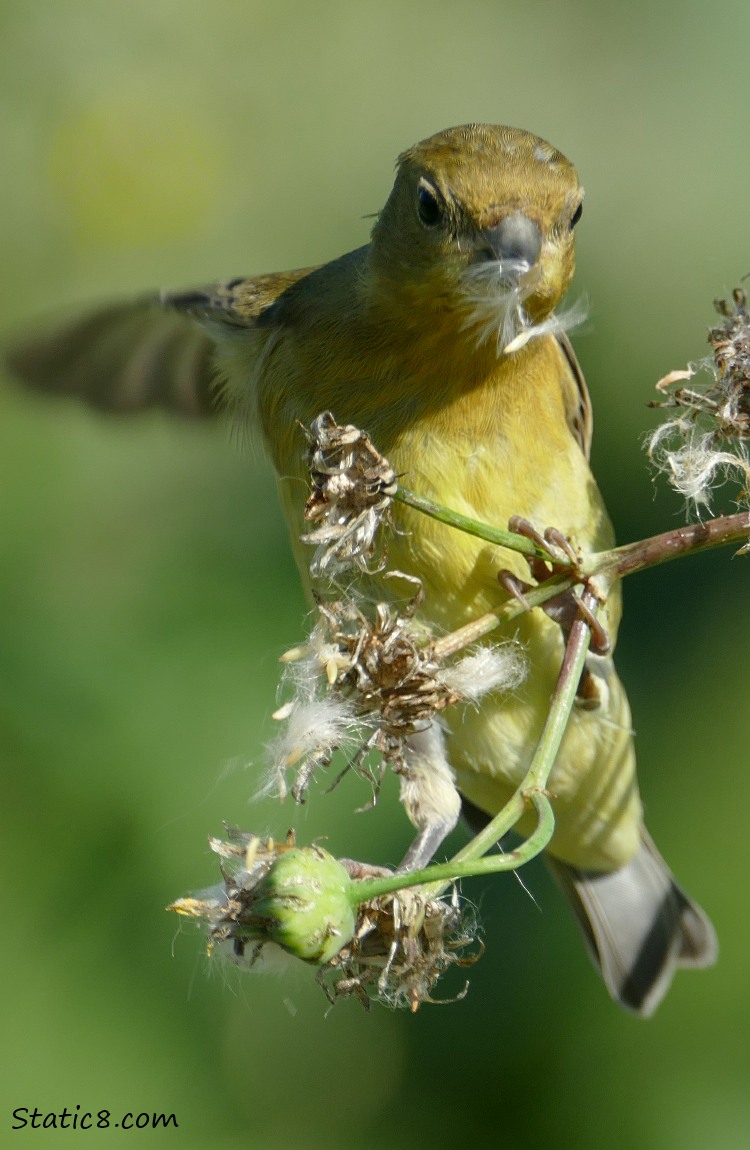 Lesser Goldfinch flutting on a twig