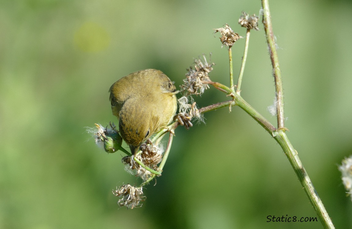 Lesser Goldfinch eating seeds