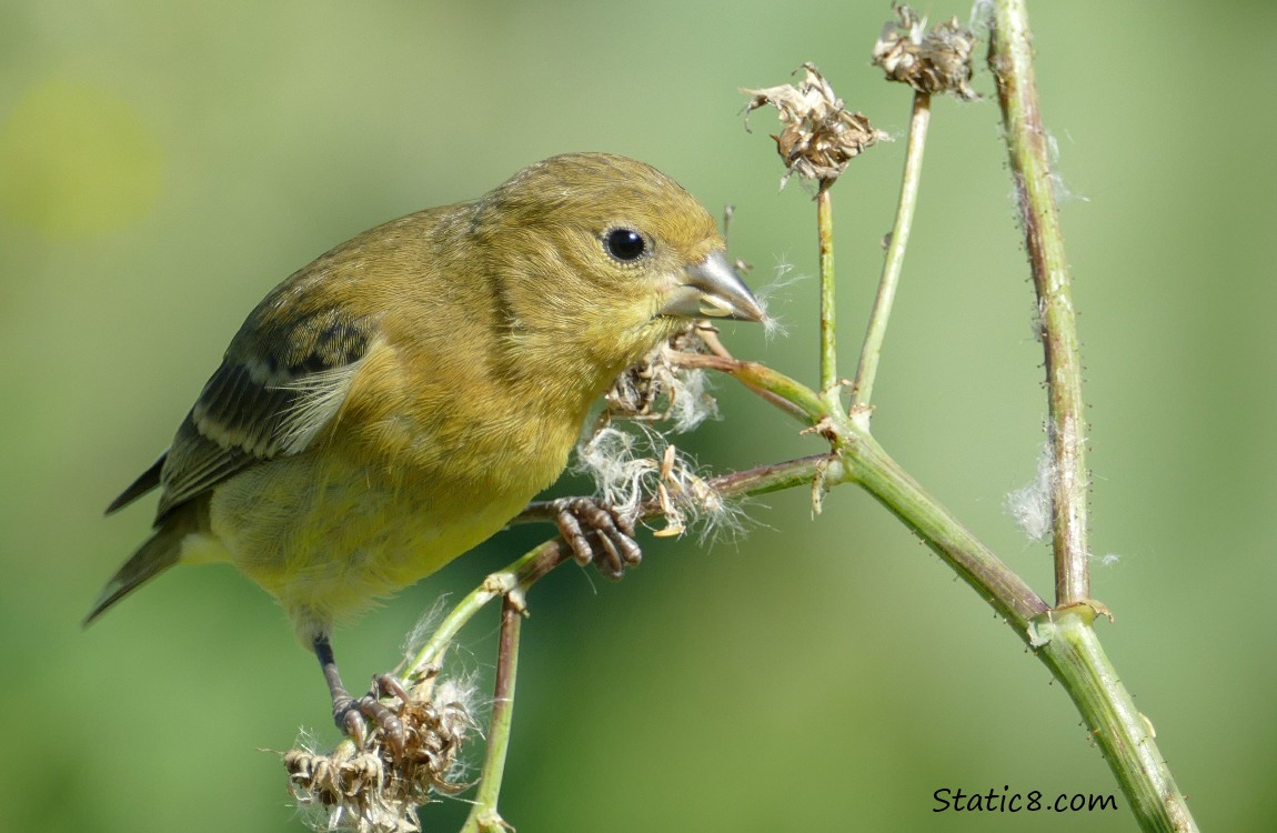 Lesser Goldfinch getting balance on a twig