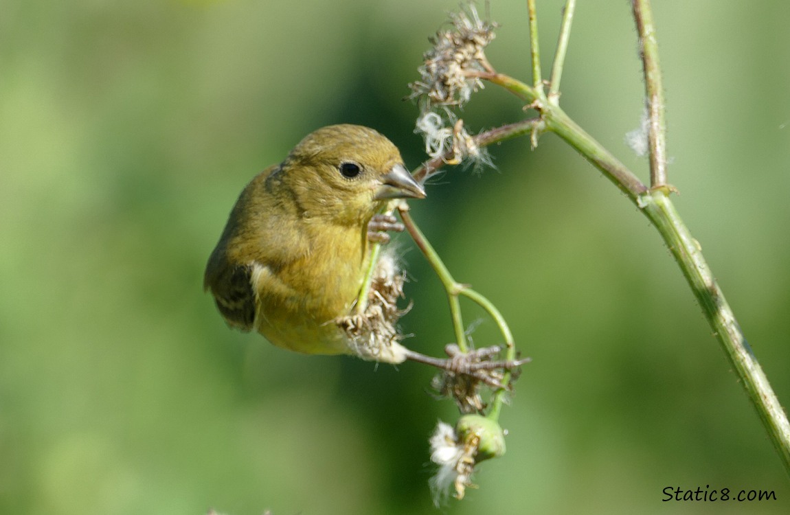 Lesser Goldfinch sprawled on a bent twig