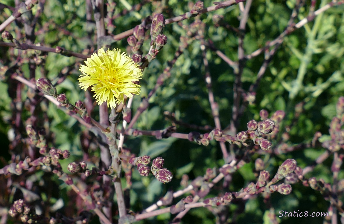 Single lettuce bloom