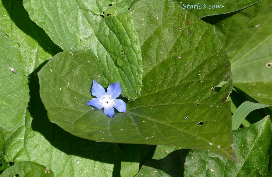 Borage bloom on a sweet potato leaf