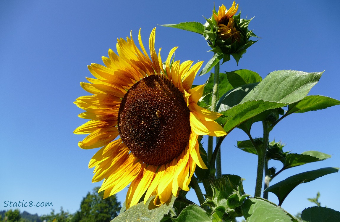 Sunflower blooms and blue sky