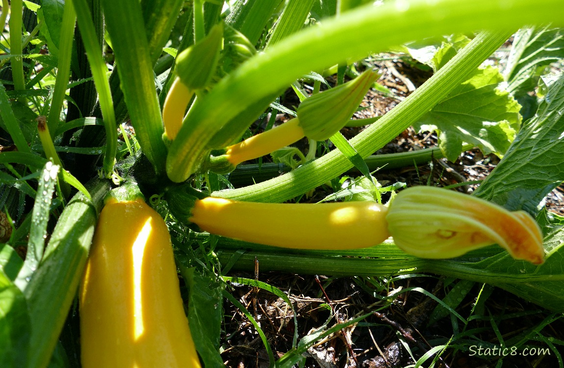 several yellow zuccini on the vine