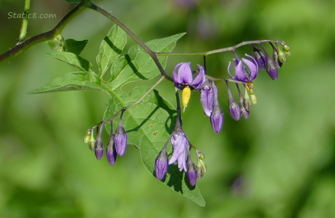 Bittersweet Nightshade blooms and leaf