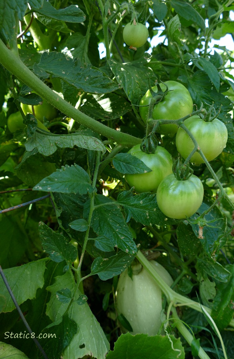 Green tomatoes on the vine and a Spaghetti Squash fruit under the plant