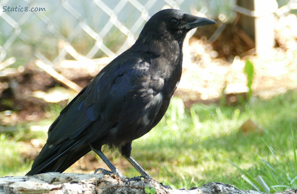 Crow standing on the ground