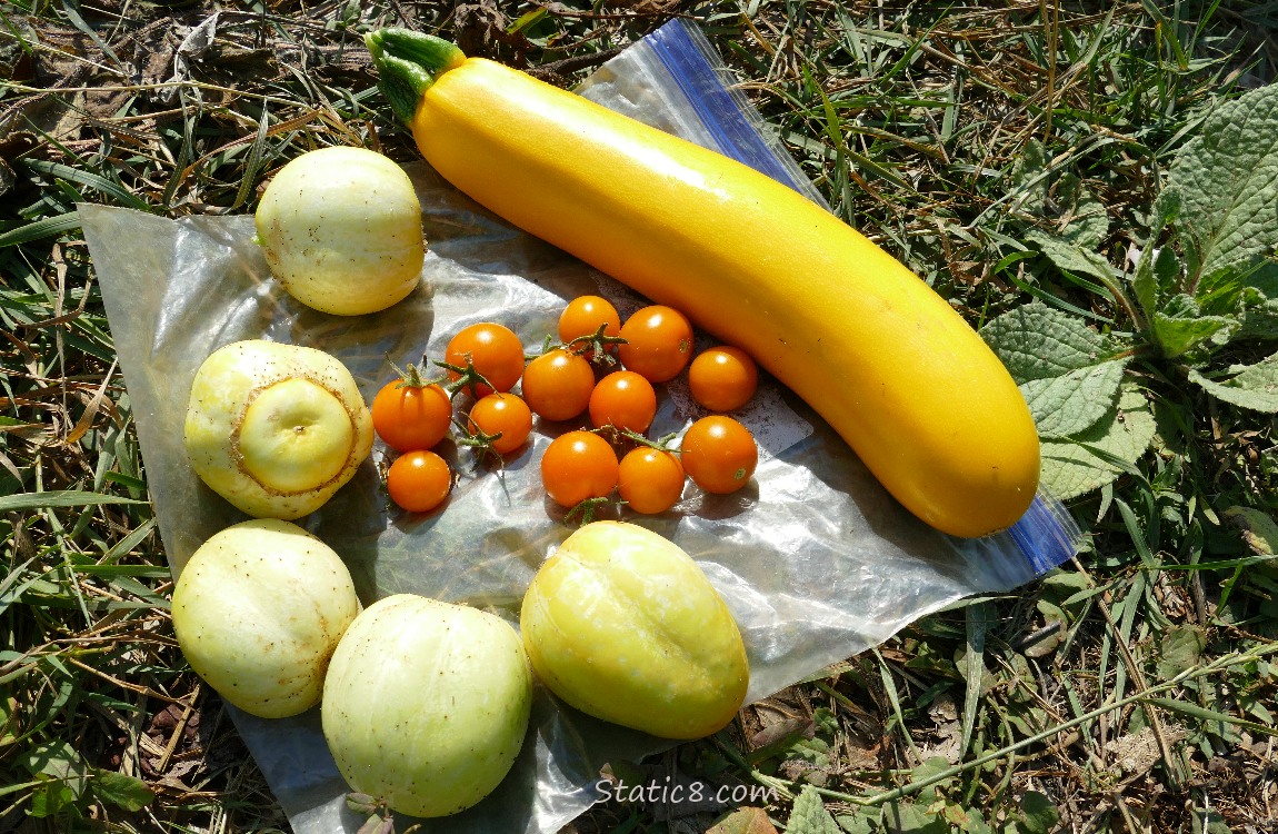 Harvested: 5 Lemon Cucumbers, some SunGolds and a yellow zucchini