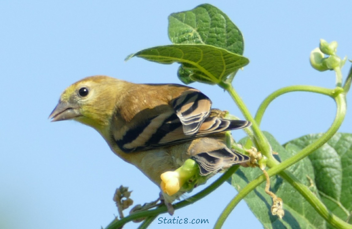 Lesser Goldfinch standing on a bean vine